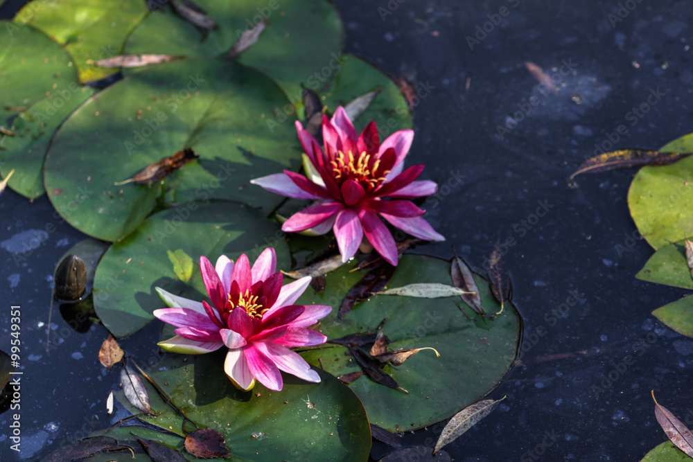 The blossoming red water lililiya in a spring pond.