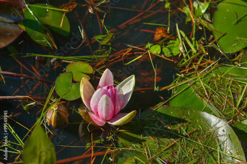 Obraz na płótnie The blossoming red water lililiya in a spring pond. w salonie