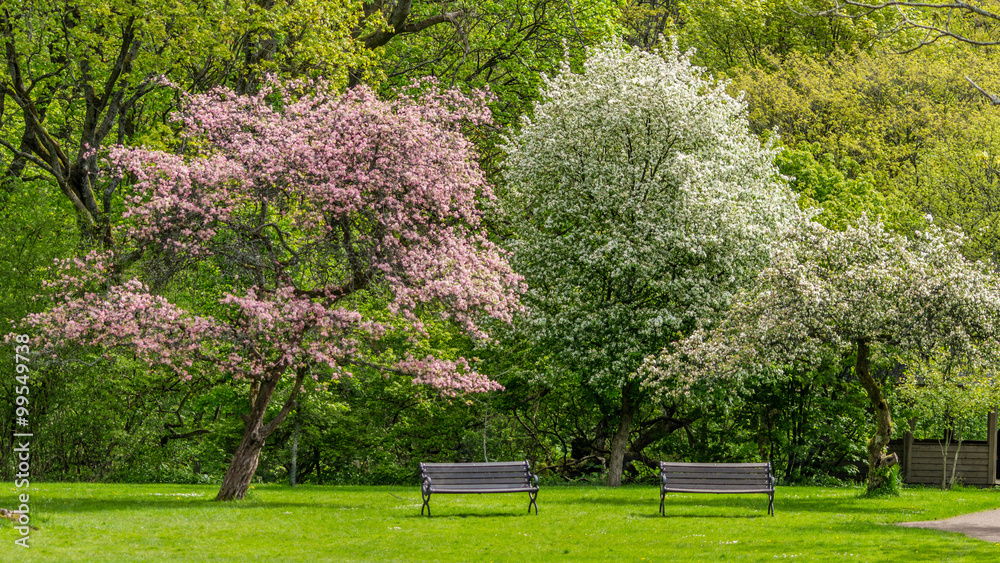 Two unoccupied park benches under two blooming trees