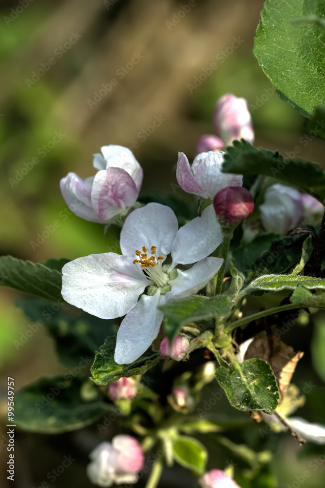 The blossoming apple-tree in a spring garden.