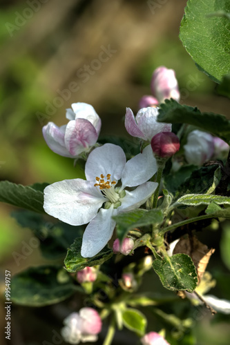 Obraz na płótnie The blossoming apple-tree in a spring garden. w salonie