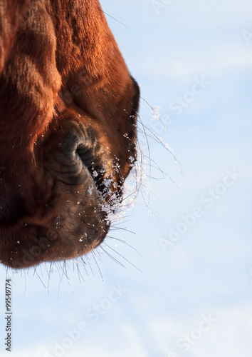 nose of a horse. winter season. close up