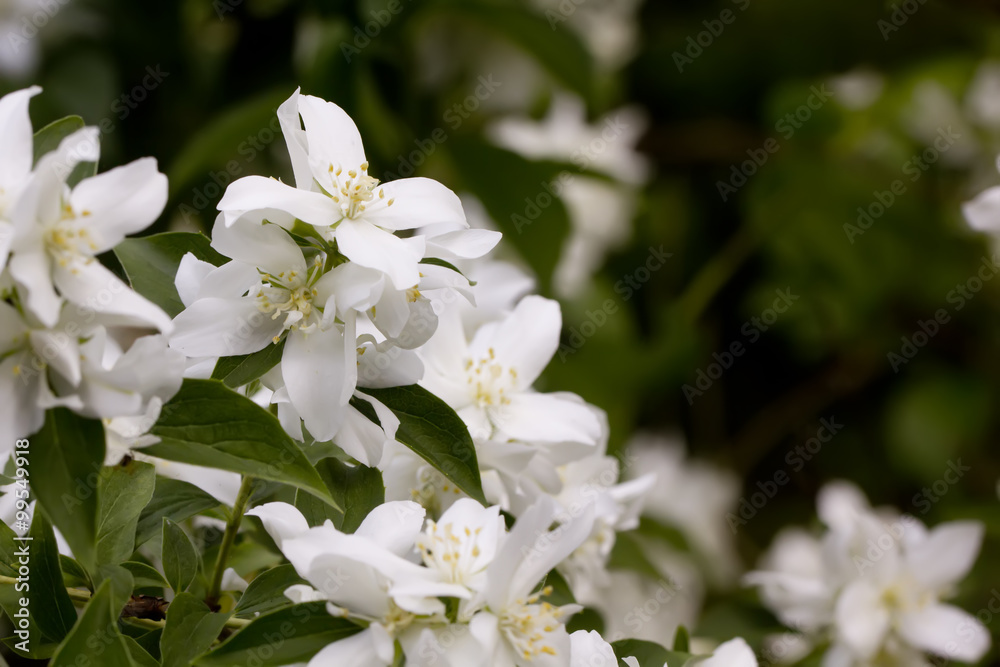 The blossoming mock orange in a spring garden.