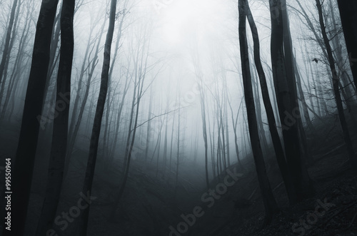 dark foggy forest