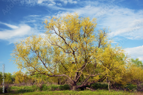 Tree with new leaves spread out against a blue sky.