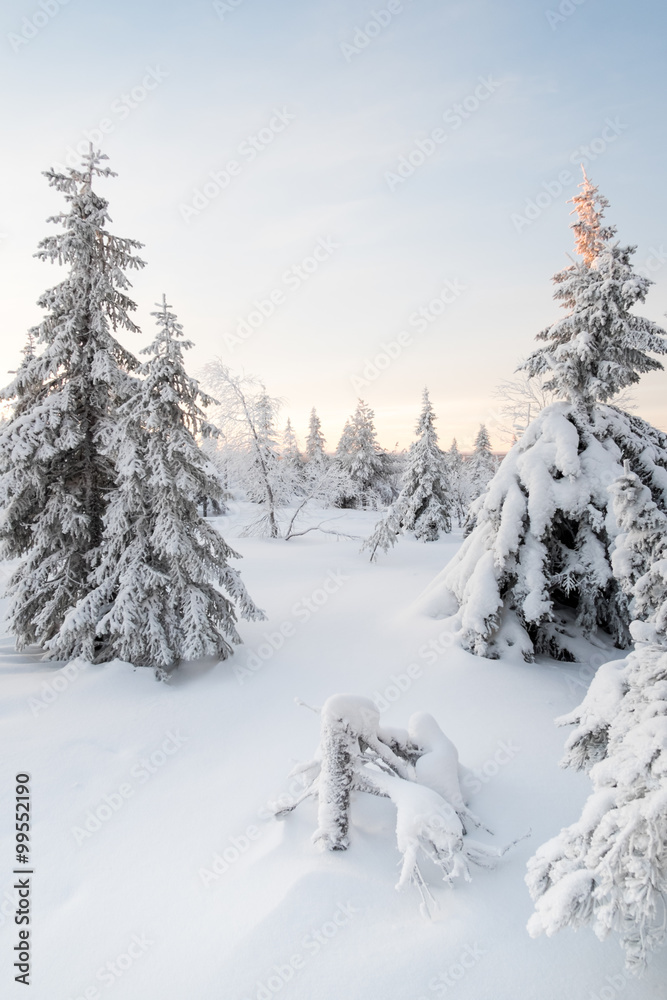 Forest covered by snow.