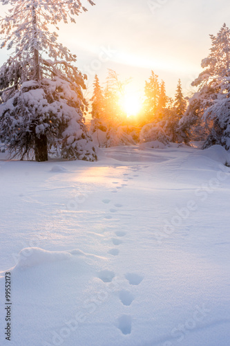 Wallpaper Mural Hare footprint on snow. Sunrise in winter scenery. Torontodigital.ca
