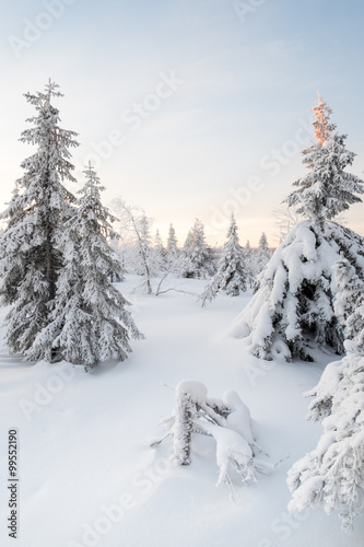 Forest covered by snow. © jnelnea