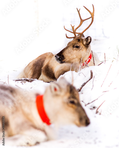 Wallpaper Mural Two reindeers portrait Torontodigital.ca