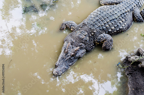 Large Crocodile lying in farm.