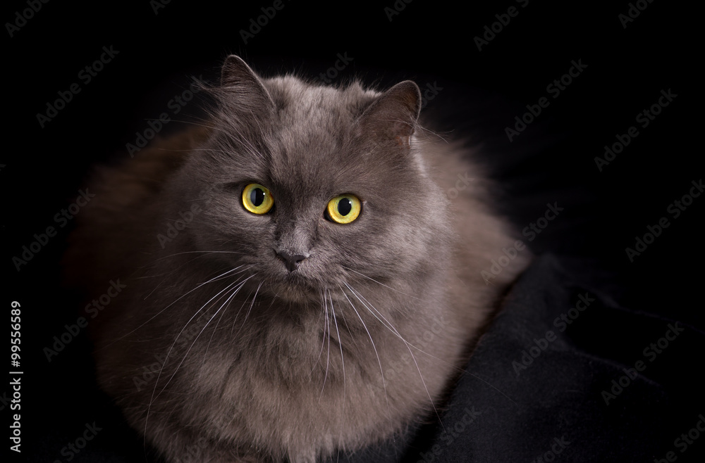 Portrait of crossbreed of siberian and persian cat on a black background looking seriously