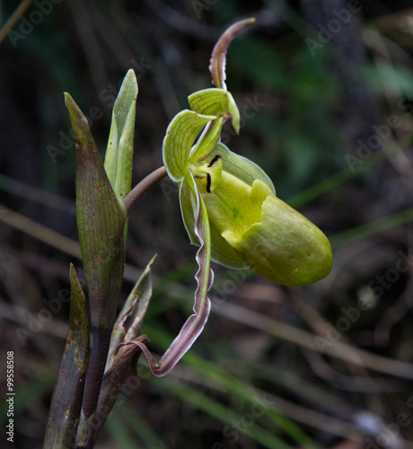 A green Wild Orchid in Costa Rica.  Seen Near the Arenal Volcano