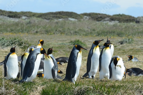 King penguins on the Bay of Inutil.