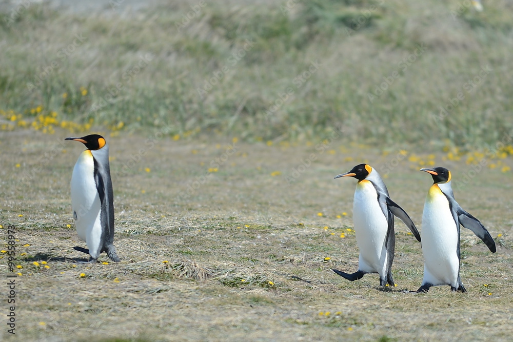 Fototapeta premium King penguins on the Bay of Inutil.