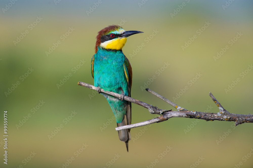 European bee-eater on a branch European bee-eater on a branch