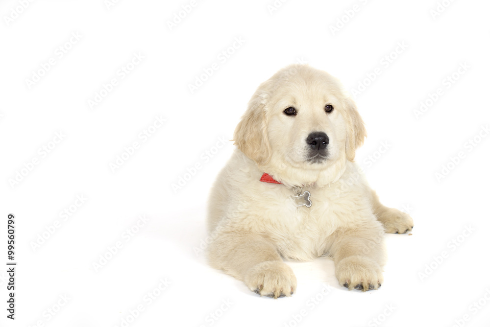 Golden retriever puppy lying and looking at the camera isolated Golden retriever puppy lying and looking at the camera isolated