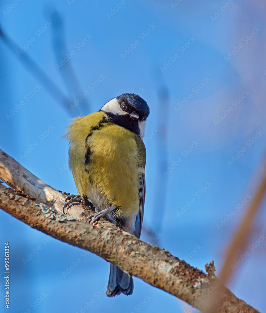 Obraz premium Great tit on a twig