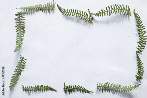 green fern frame