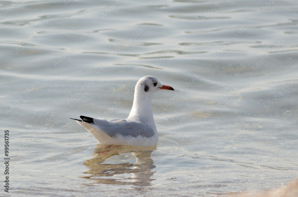 Fototapeta premium White seagulls drifting in the sea waves
