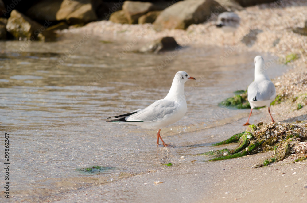 Fototapeta premium White seagull walking on the shelly seashore