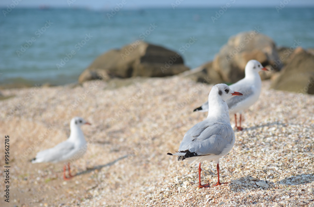 Fototapeta premium White seagull walking on the shelly seashore
