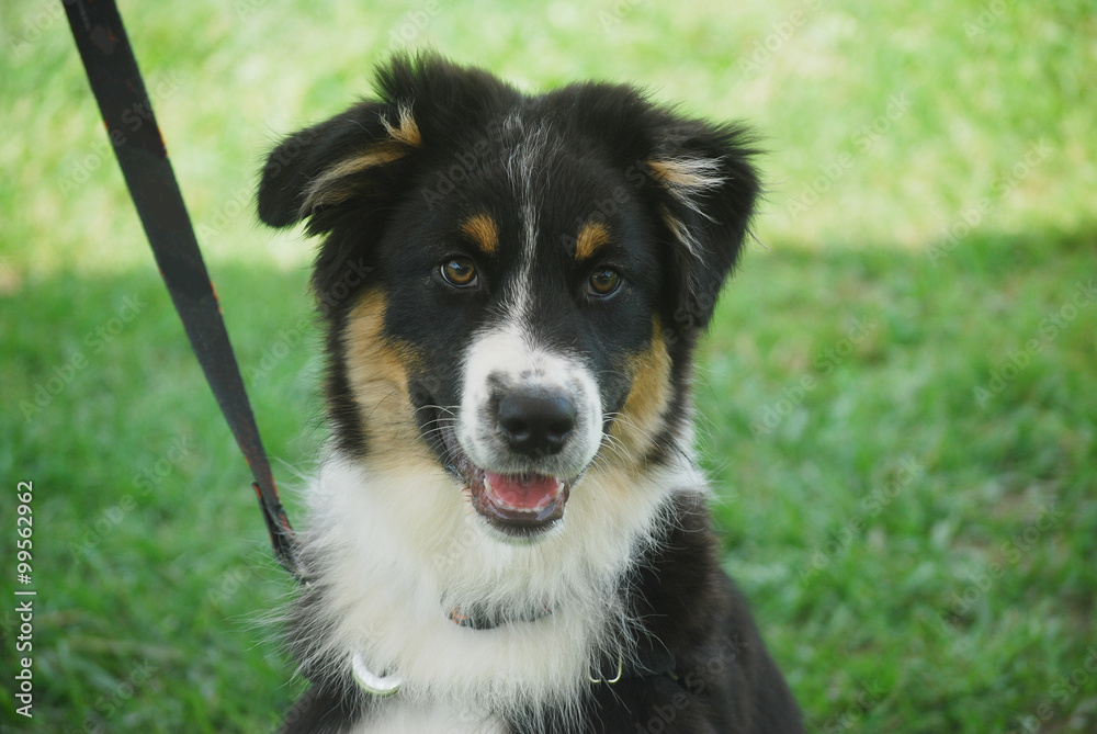 Aussie Pup Learning Leash Manners