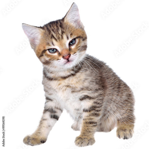 Bild auf Leinwand Angry shorthair brindled kitten