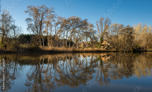 Trees near de river. Nature...