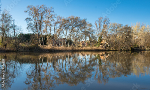 Trees near de river. Nature...