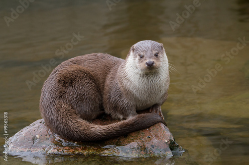 Eurasischer Fischotter