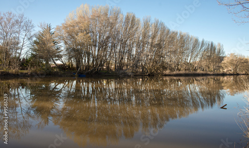 Trees near de river. Nature...