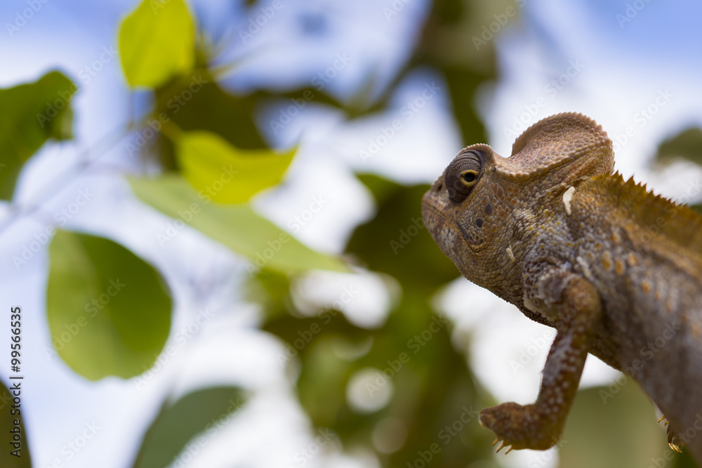 Fototapeta premium Wild brown Chameleon on a funny position in Madagascar