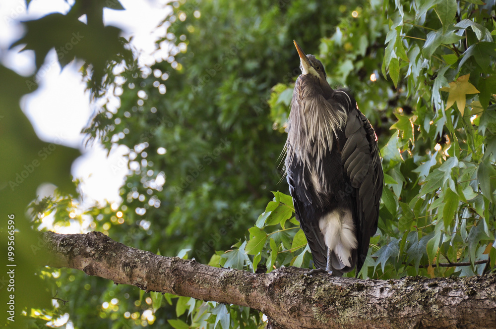 Fototapeta premium White & Black Shad Heron in Vancouver, Canada