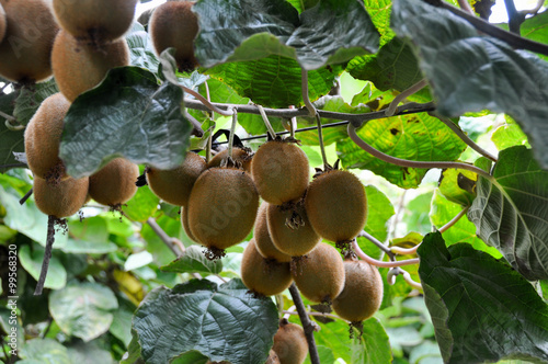 Kiwis fruit picking near Curico, Chile photo