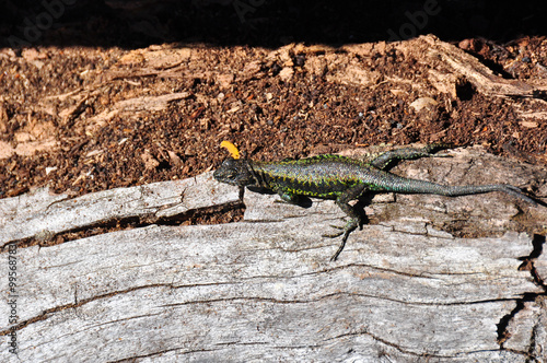 Lizard in Reserva El Cani, near Pucon, Chile