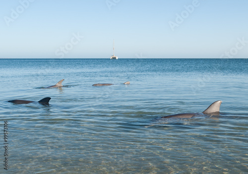 Monkey Mia  Australia  07 02 2014  Wild dolphins playing around in the shallow waters at the beach