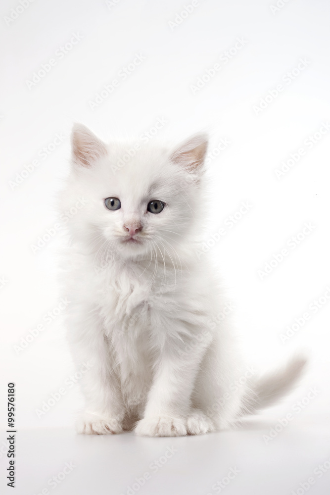 Portrait of white kitten, studio shot