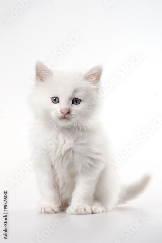 Portrait of white kitten, studio shot © Blue Jean Images