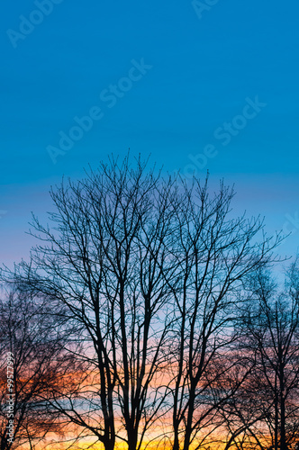 Silhouette eines Kastanienbaums vor farbenfrohem Winterhimmel, Jahreszeit Winter, Sonnenuntergang, Dämmerung, plakativ, Textfreiraum