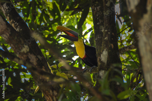 Toucan in Osa Peninsula, Costa Rica photo