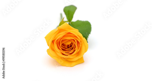 beautiful yellow roses on the white background