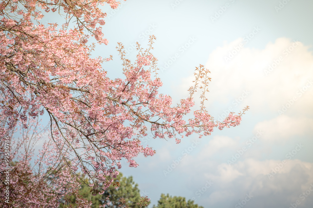 Wild Himalayan Cherry spring blossom