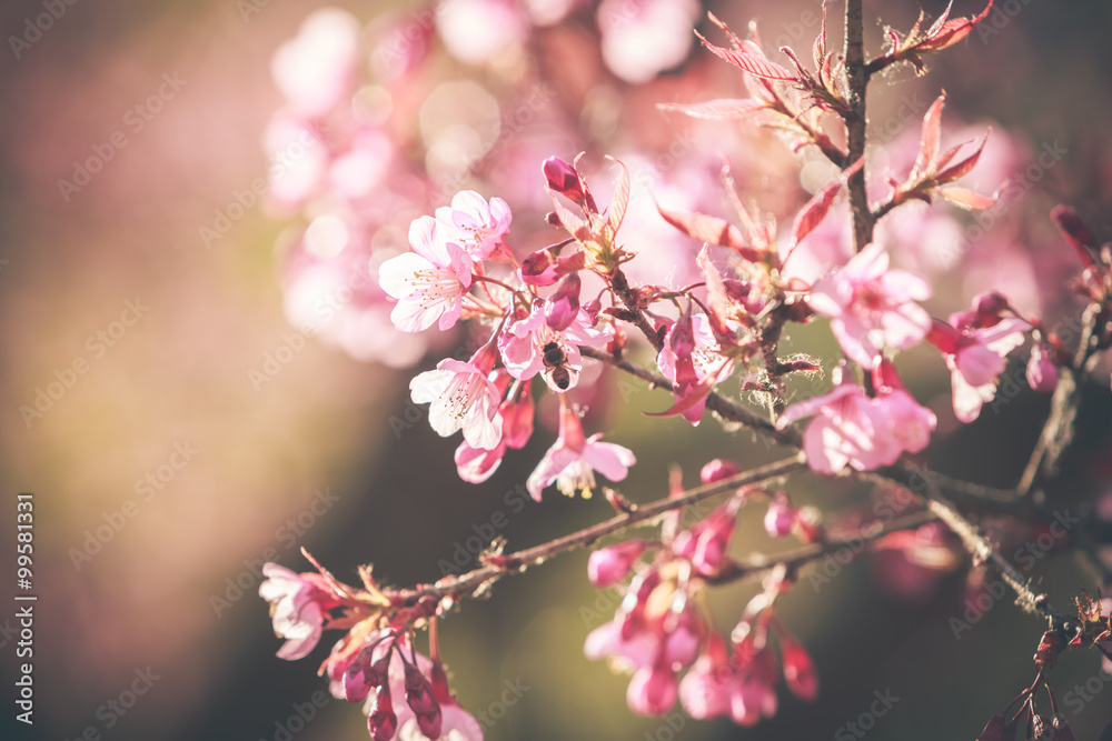 Wild Himalayan Cherry spring blossom Wild Himalayan Cherry spring blossom