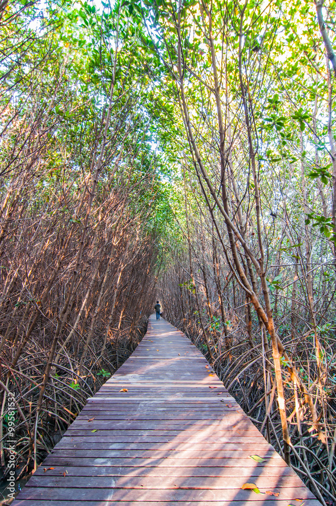 Obraz premium Wooden walkway at nature trail mangrove forest 