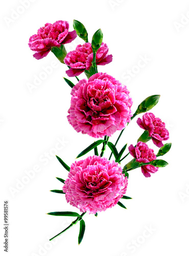 Bouquet of flowers carnation. Flowers isolated on white backgrou