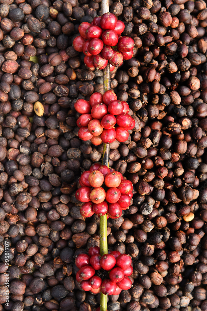 Coffee beans ripening on dried berries coffee beans backgourng Coffee beans ripening on dried berries coffee beans backgourng