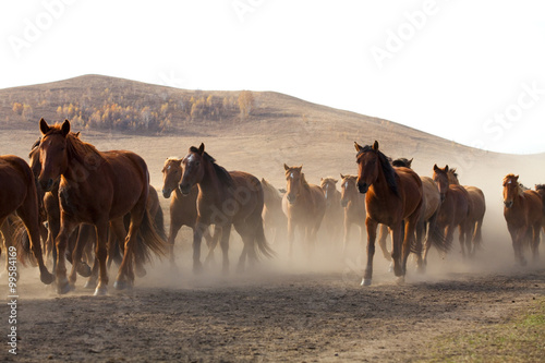 A herd of horses running near the mountain