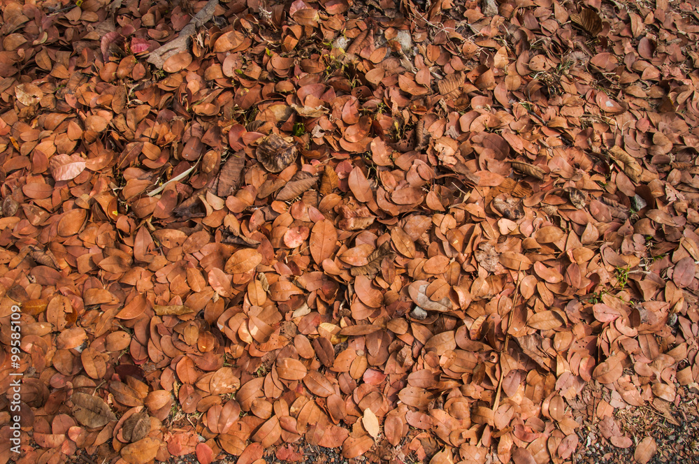 brown leaf  tree on ground