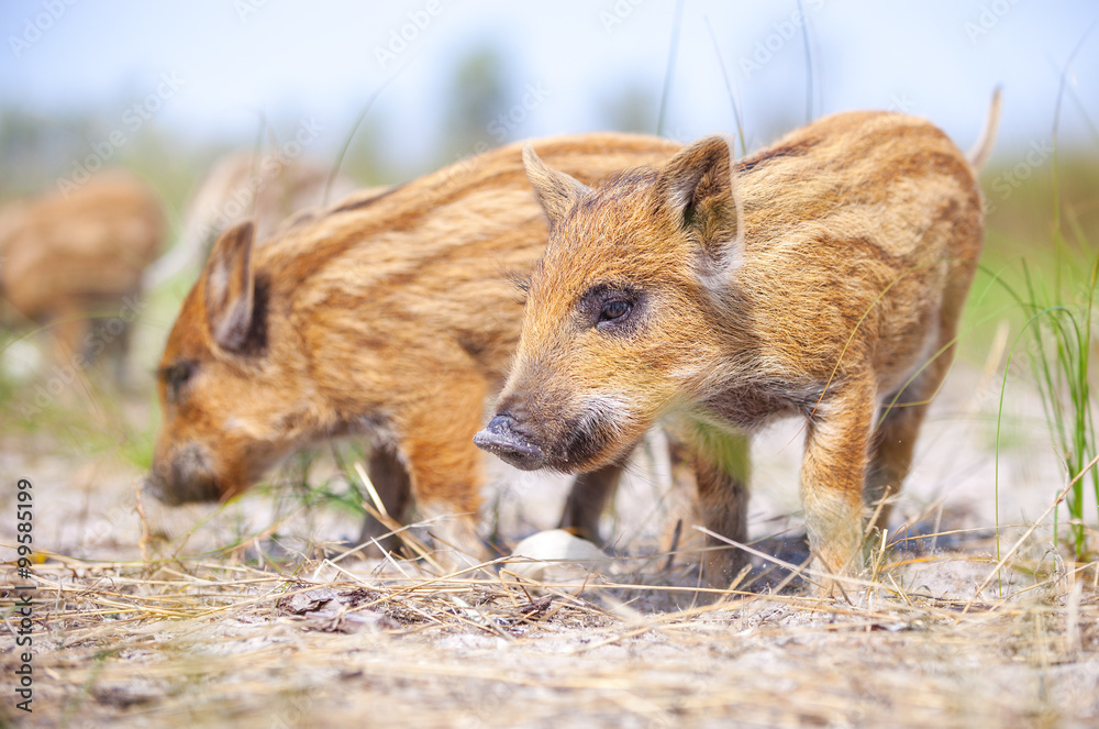 Wild piglets eating some food from ground Wild piglets eating some food from ground