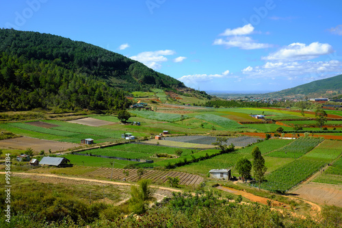 agriculture area, Dalat, Vietnam, field, vegetable farm